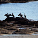 les cormorans,,,