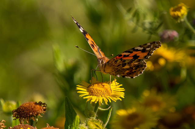 Painted lady butterfly