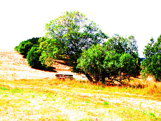 Wald, Benneckenstein