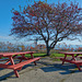 Picnic benches of Portland Maine