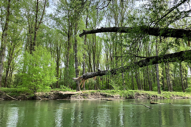 Hier schaut ein reines Rheinkrokodil in den Rhein rein ;-)