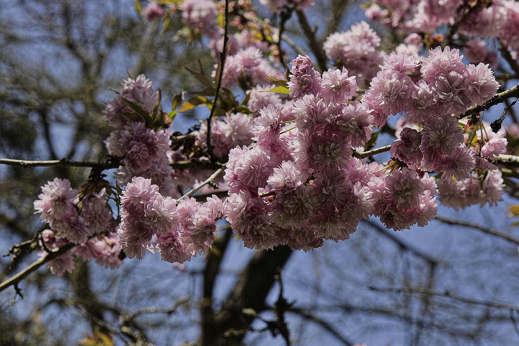 Floraison printanière.