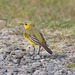 EF7A4239 Western Yellow Wagtail