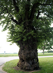 Alter Baum (Eiche)