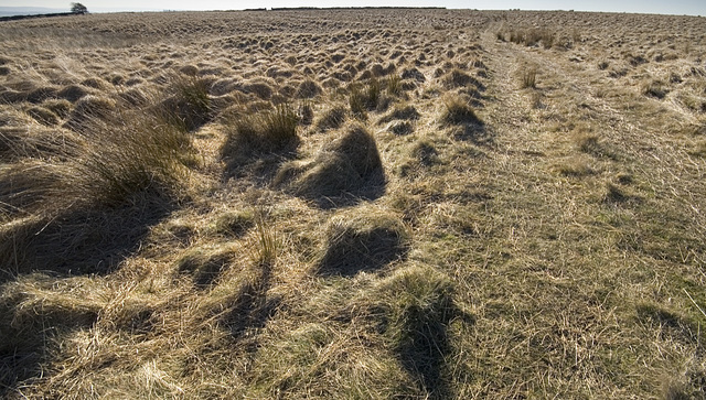 White Edge grasses 2