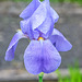 BVESANCON: Une fleur d'Iris (3).