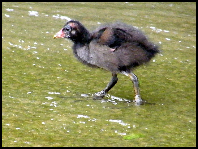 moorhen chick