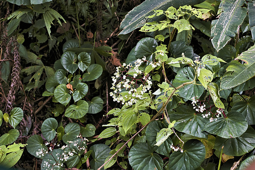 Jungle Tapestry #1 – Rainforest Adventures Costa Rica Pacific, near Jaco, Puntarenas Province, Costa Rica
