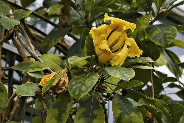 Chalice Vines – Brooklyn Botanic Garden, New York, New York