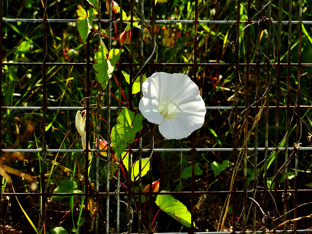 Bindweed Fence