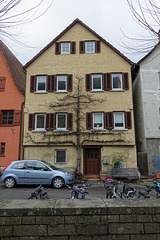 Weinbaum in Südwandlage