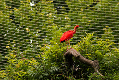 Tierpark Hellabrunn