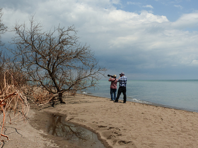 Day 4, birders at The Tip, Pt Pelee