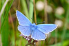 Adonis Blue-DSD0205