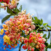 flowering tree - Hawaii Kai