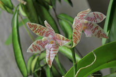 Phalaenopsis hieroglyphica