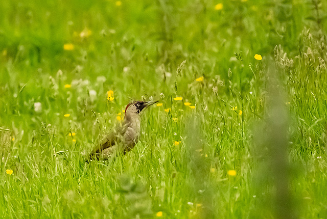 Green woodpecker