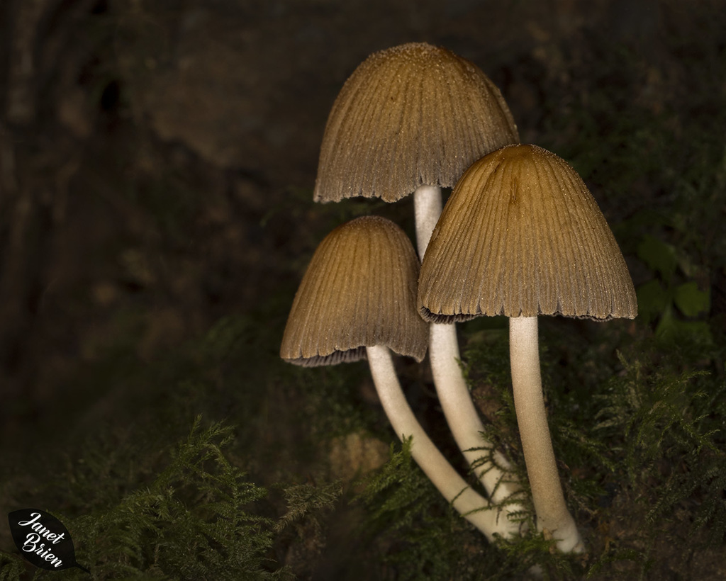 Trio of Mushrooms at Beverly Beach State Park (+6 insets)