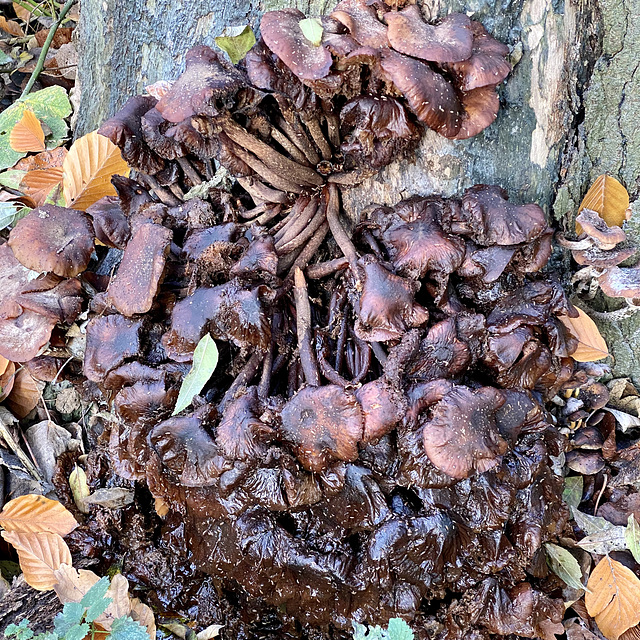 Even mushrooms decay