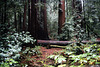 Armstrong Redwoods State Natural Reserve (1)