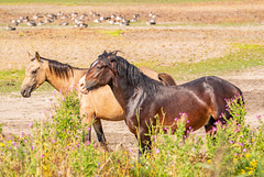 Wild horses