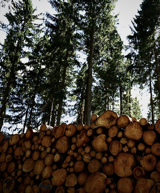 Wald, Benneckenstein