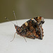 Red Admiral