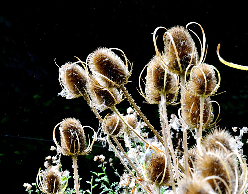 Teasels 2