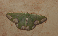 Moth IMG_7181