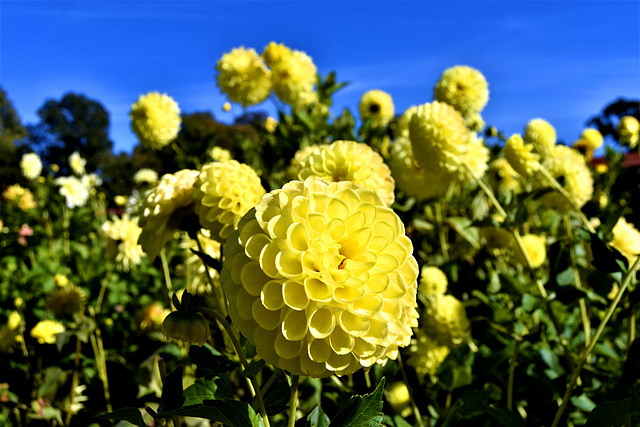 Yellow flowers