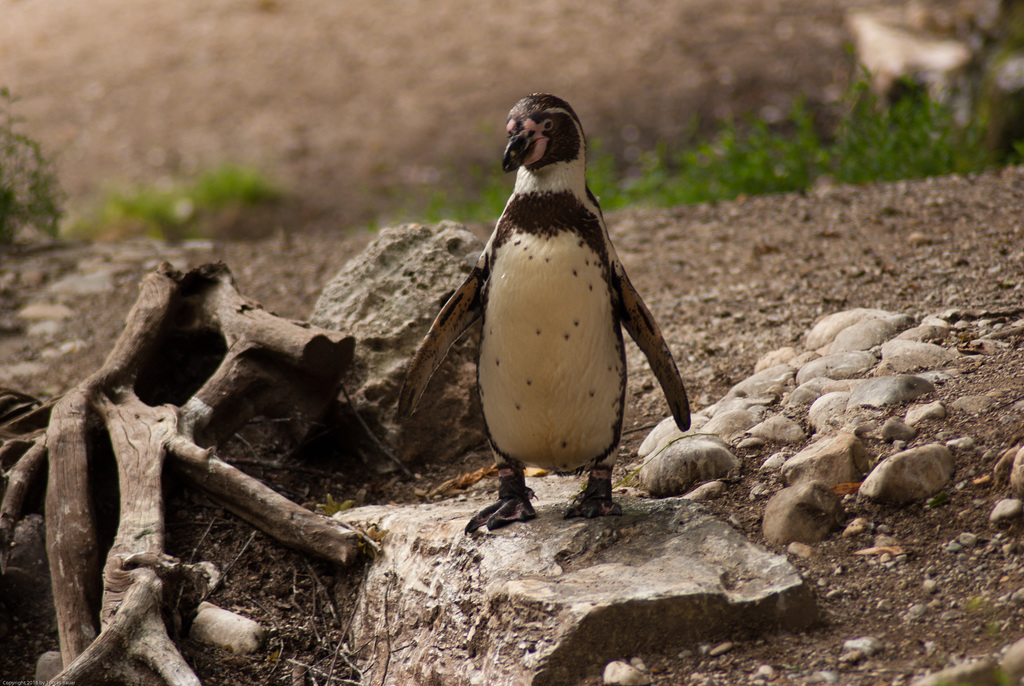Tierpark Hellabrunn