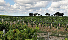 Cycling from Bordeaux Vineyards to the Atlantic Coast/ Marbuzet/ Vineyard's