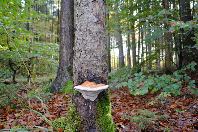 Rotrandiger Baumschwamm (Fomitopsis pinicola)