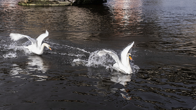 Two Swans Fighting