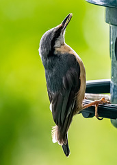 Nuthatch