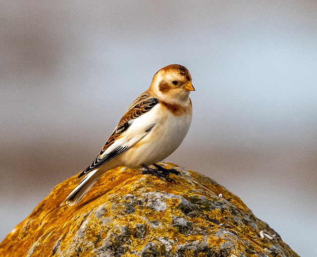 Snow bunting