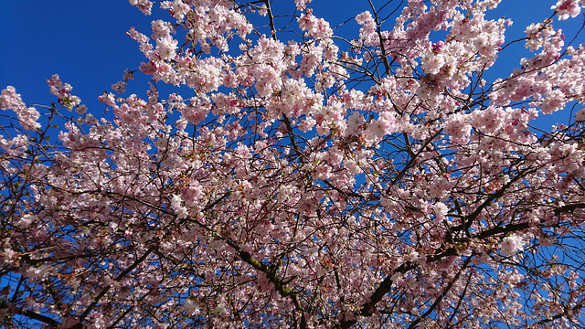 Mandelblüte