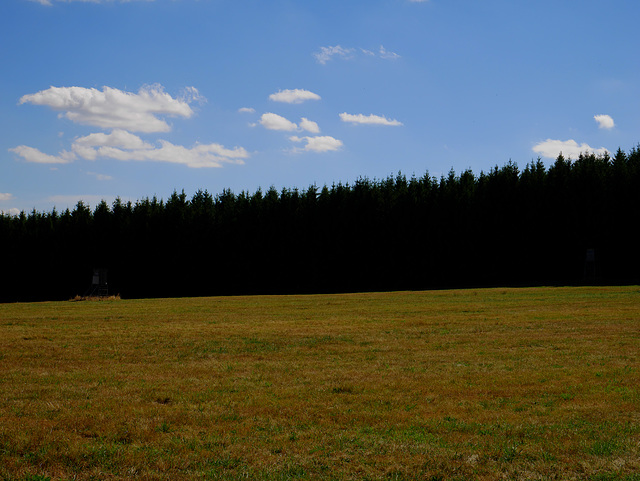 Wald, Benneckenstein
