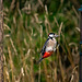 Great spotted woodpecker