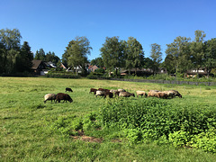 Heidschnucken am Itzenbütteler Heideweg