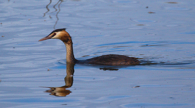 EF7A0385 Great Crested Grebe