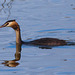 EF7A0385 Great Crested Grebe