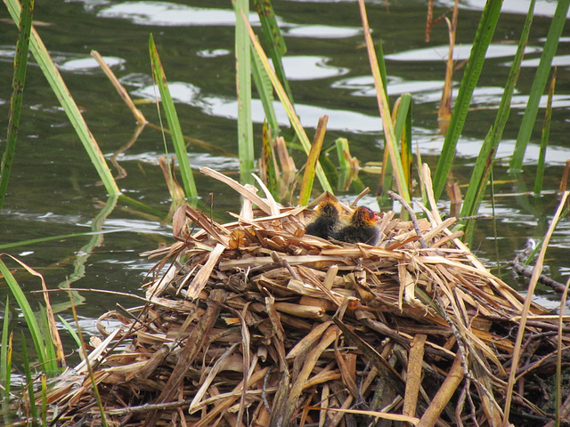 Coot chicks at the Great Pool in Himley Estate, October 2011