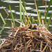 Coot chicks at the Great Pool in Himley Estate, October 2011