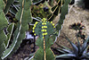 Euphorbia fortissima – Desert House, Princess of Wales Conservatory, Kew Gardens, Richmond upon Thames, London, England