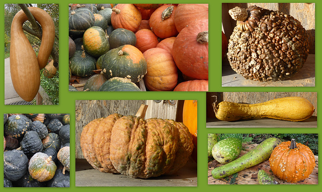 Edible pumpkins and calabashes