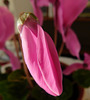 Bouton de cyclamen