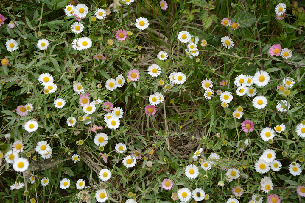 Azores, Island of San Miguel, Wild Flowers on the Caldera of Cete Citades