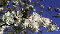 Cerisier fleur ... en fleurs.