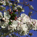 Cerisier fleur ... en fleurs.
